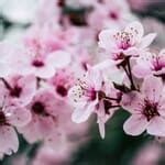 20 Cherry Blossom Photography Tips (Including Best Locations)