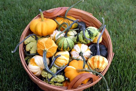 Galaxy Of Stars Gourd Farmore Treated Seedway