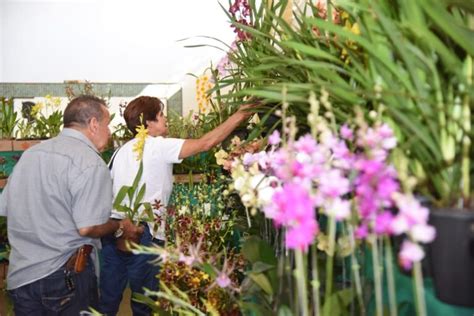 17ª Exposição de Orquídeas de Aparecida GO começa nesta sexta