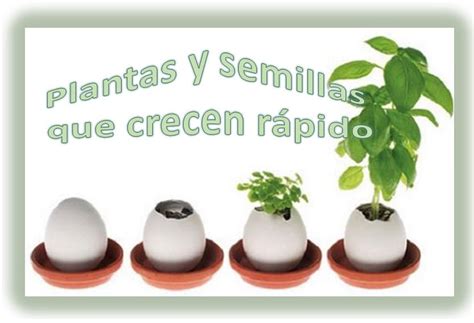 Plantas Y Semillas Que Crecen R Pido Y Como Plantarlas