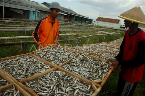 Produksi Ikan Asin Rebus Di Tegal Antara Foto