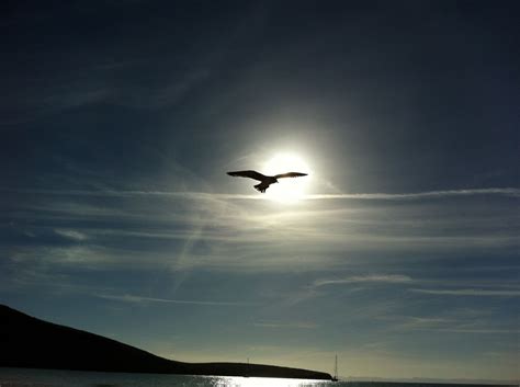 Images Gratuites mer océan horizon oiseau aile nuage ciel le