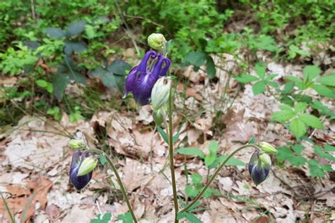 Wilde Akelei Aquilegia Vulgaris Waarneming Nl