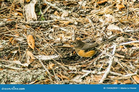 Brown Female Cardinal Bird Calling for Mate Stock Image - Image of ...