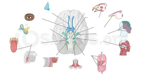 Cranial Nerve Pathways Osmosis