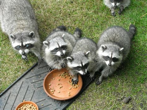 Raccoon Family by roberture on deviantART