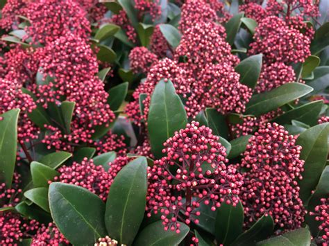 Skimmia Japonica Rubella Plants To Your Door