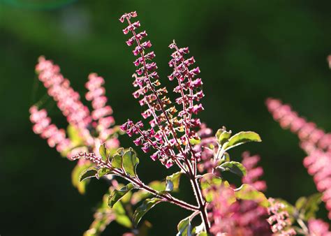 10 Health Benefits Of Tulsi Holy Basil The Holiest Of All Plants