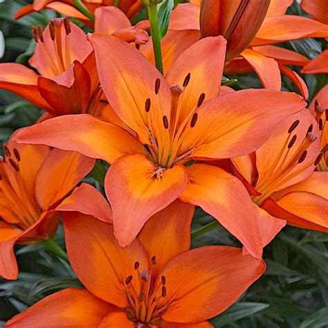 Top Images Pictures Of Types Of Lilies Sharp