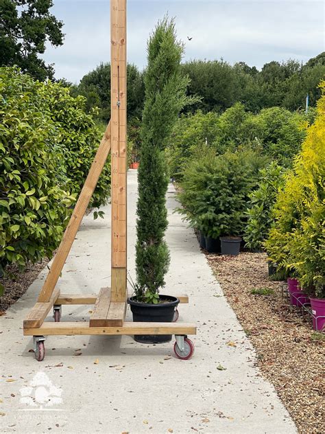 Cupressus 200 250cm — Carpenders Park Garden Centre