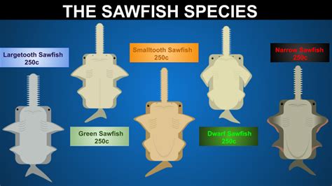 [Sawfish] All the Sawfish species : deeeepioskins