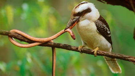 What Do Laughing Kookaburras Find So Funny? | HowStuffWorks