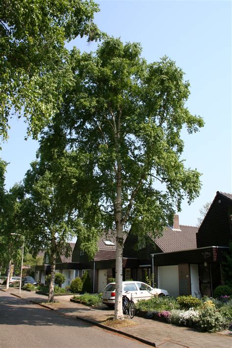 Betula Ermanii Holland Betula Ermanii Holland Van Den Berk