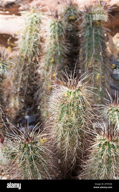 Echinocereus Engelmannii Strawberry Hedgehog Cactus Stock Photo Alamy