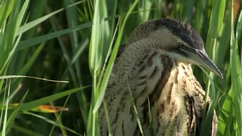 Fenolijn Maart Vroege Vogels Bnnvara