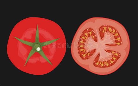 Tomato Cross Section Stock Illustrations – 320 Tomato Cross Section ...