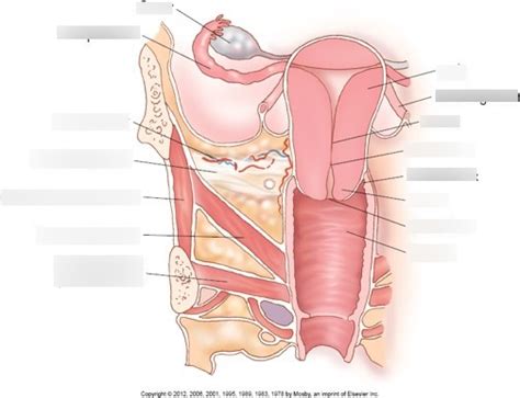 Cervix Uterus Vagina Diagram Diagram Quizlet