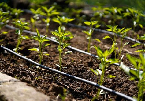 Cómo debes preparar el jardín para tus vacaciones