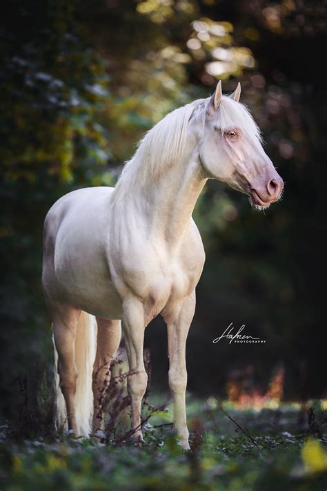 Pferd Perlino - information online
