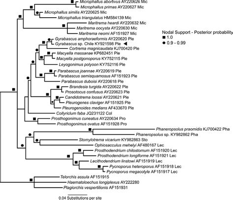 Phylogenetic Tree Resulting From Bayesian Inference Analysis Of S