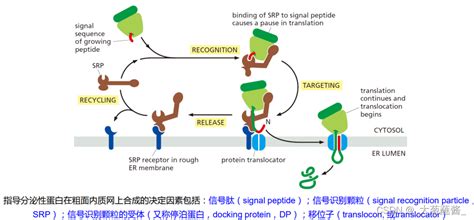 细胞生物学 6 蛋白质分选与膜泡运输srp细胞生物学 Csdn博客