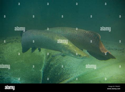 Pirarucu Fish, Museum of Natural science, Amazônia, Manaus, Amazonas ...