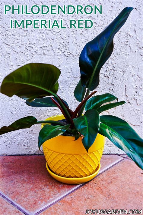 Philodendron Imperial Red