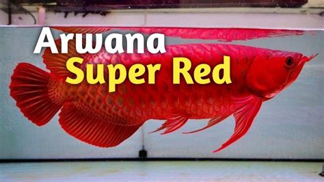 Harga Ikan Arwana Super Red Arwana Merah I Terbaru Arwana