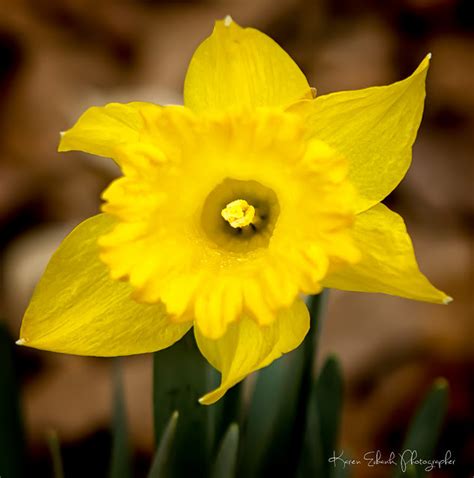 Hades Narcissus The flower narcissus or - Narcissus Pictures