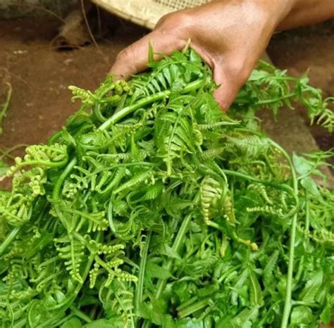 Daun Pakis Sayur Segar 1kg Lazada Indonesia