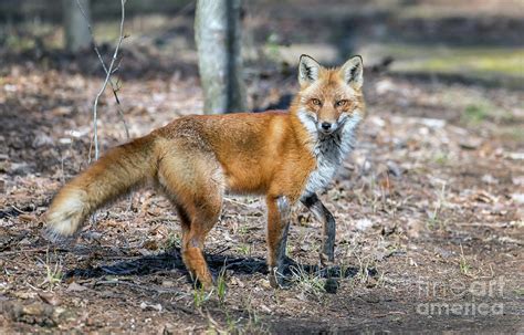 Wild Red Fox In A Maryland Forest Standing In The Sunlight Photograph