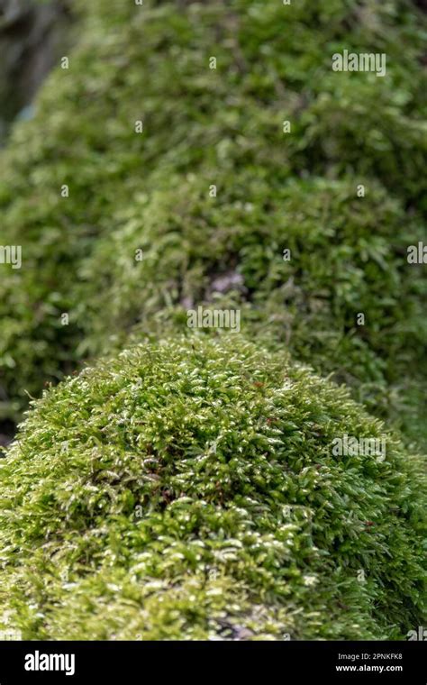 Green Moss Forest With Tree With Moss Beautiful Sunlight Shine On The