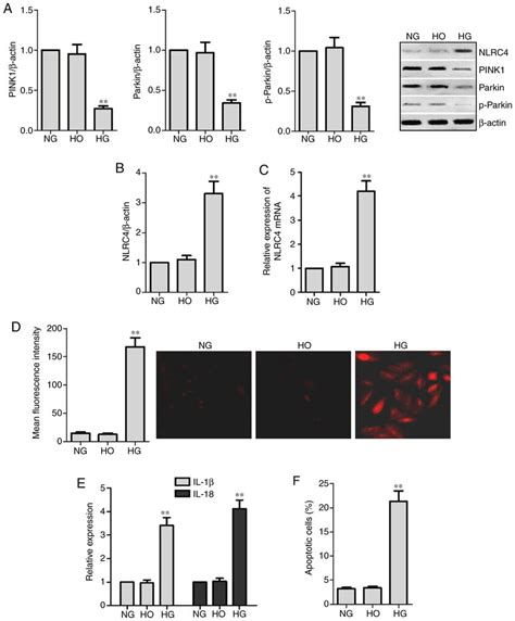 Effects Of Hg On Mitophagy And Nlrc Inflammasome Activation In Hk