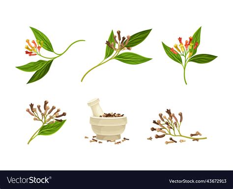 Pile Of Dried Clove Aromatic Spice In Mortar Vector Image