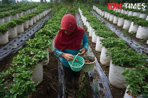 Elektrifikasi Pln Untuk Pertanian Strawberry Lereng Merbabu