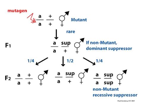 (PPT) lecture 8. Epistasis and Pathways - DOKUMEN.TIPS