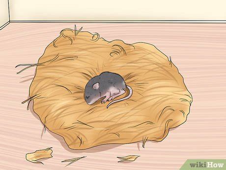 4 Ways to Care for a Baby Wild Mouse - wikiHow