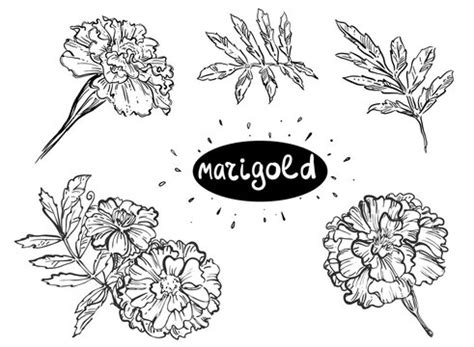 Marigold Flower Drawing Pictures | Best Flower Site