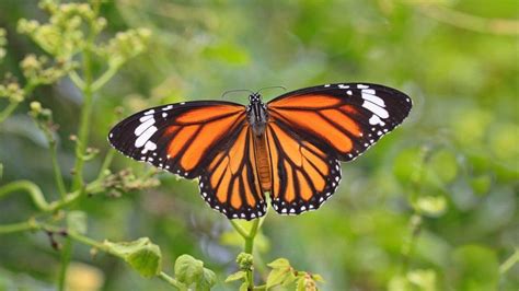 Mariposa Monarca Entra A La Lista Roja De Especies En Peligro Abc