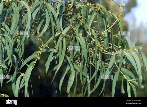 Blauer eukalyptus früchte Fotos und Bildmaterial in hoher Auflösung