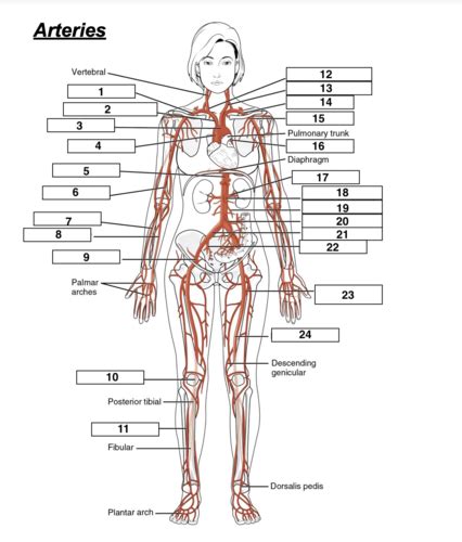 Arteries And Veins Worksheets Flashcards Quizlet