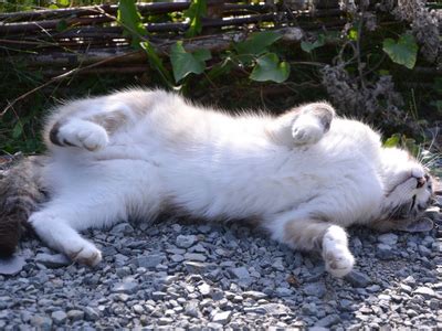 Tutto Ci Che Devi Sapere Sui Vermi Del Gatto Sintomi E Cure