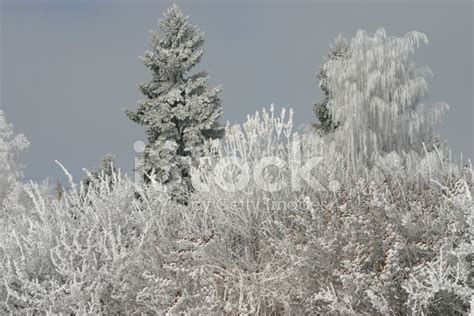 Hoarfrost On The Trees Stock Photo | Royalty-Free | FreeImages