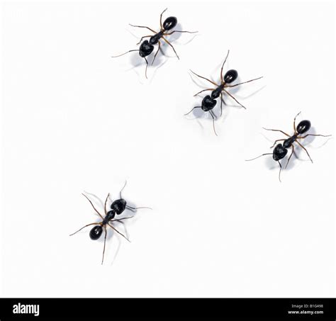 Three Large Ants Confronting A Single Ant Stock Photo Alamy