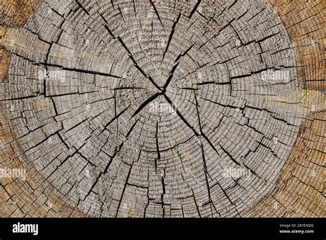 Tree Trunk Cross Section Hi Res Stock Photography And Images Alamy