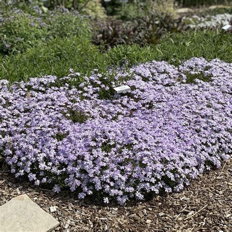 Phlox Subulata Emerald Blue Midwest Groundcovers Llc