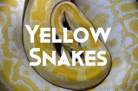 22 Beautiful Yellow Snakes With Pictures