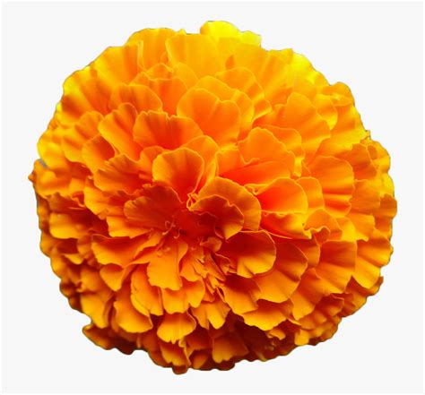 Clip Art Marigold Watercolor - Zendu Flower Toran Png, Transparent Png ...