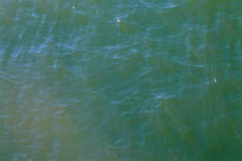 Premium Photo Reflection Of Trees In Water