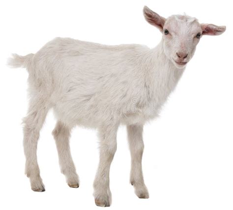 A goat stock photo. Image of meat, farm, portrait, white - 30831310